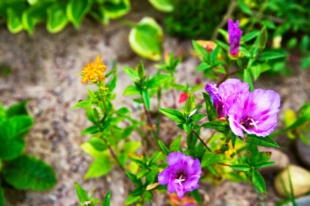 The 12 Most Colorful Fall-Blooming Flowers in Colorado