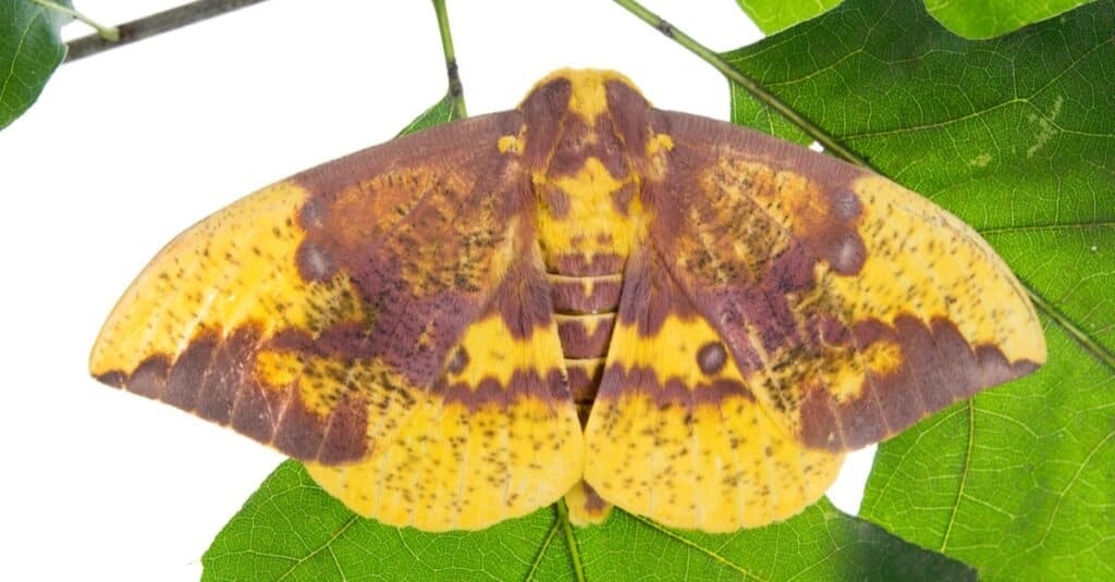 The 15 Most Common Moths You'll Find in Texas