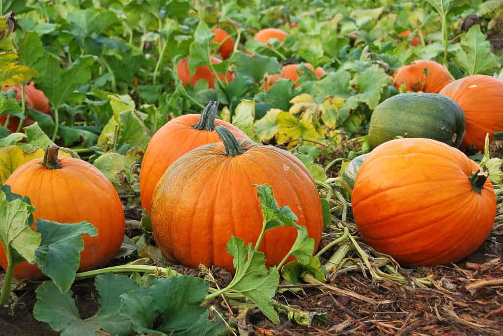 Explore the 5 Best Pumpkin Patches in Alabama For a Great Fall Adventure