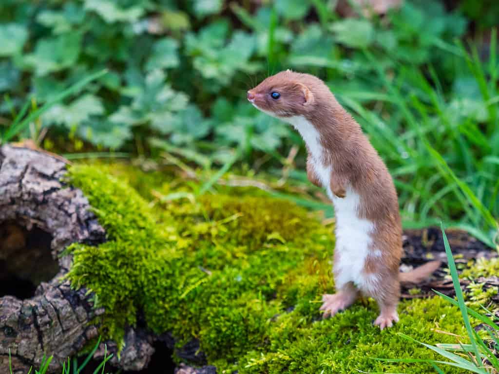 Discover the 15 Strongest Bite Forces of Animals Found in England