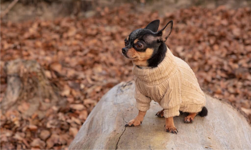 7 Reasons You Should Never Dress Your Dog in Clothes