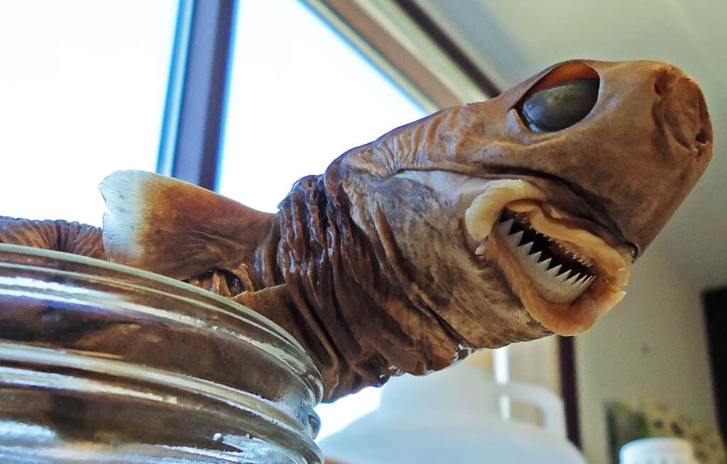 Meet the Cookiecutter Shark, a Bizarre Predator With a Signature Circular Bite