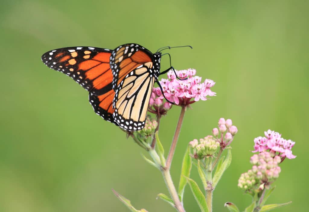 Are Monarch Butterflies Endangered and How Many Are Left In the World?