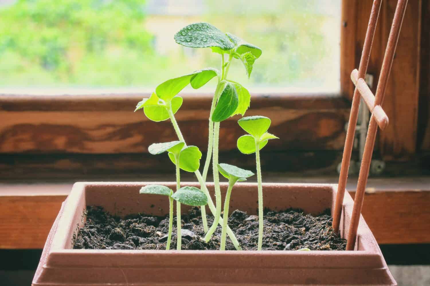 The Longest Cucumber Ever Grown Was as Long as a Child