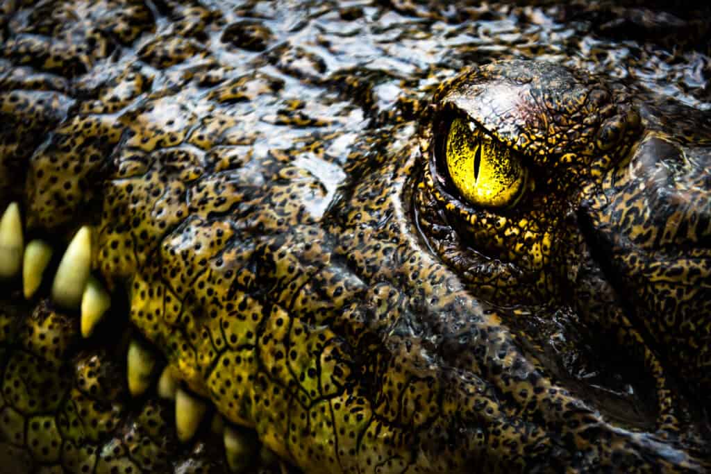 Discover Why Crocodiles Cry When They Eat