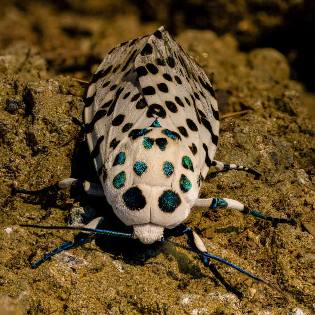 The 15 Most Common Moths You'll Find in Texas