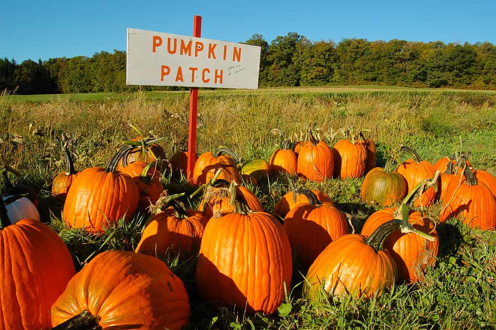 Explore the 5 Best Pumpkin Patches in Maryland To Embrace The Fall Season