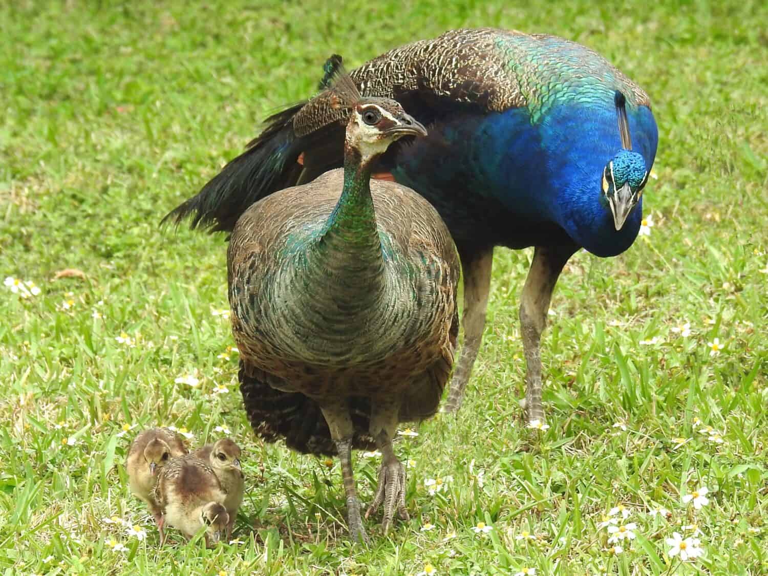 Baby Peacock: # Pictures and # Incredible Facts