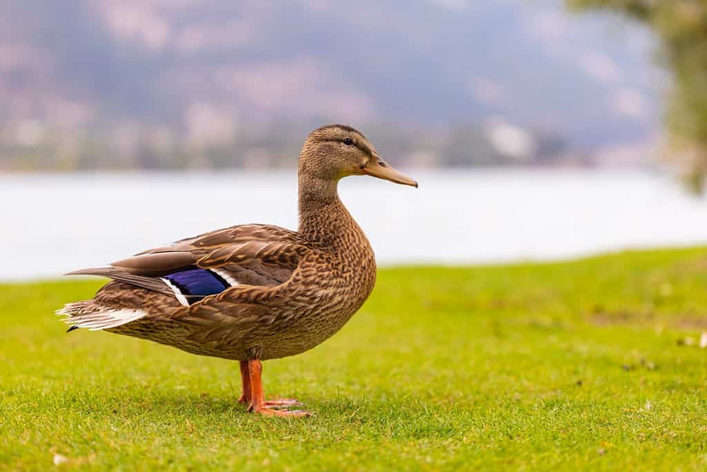 Discover Why Ducks Have Genitalia In the Shape of Corkscrews