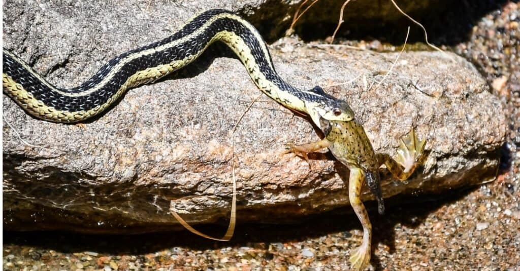 Frog Makes a Heroic Escape From a Slithering Black Snake