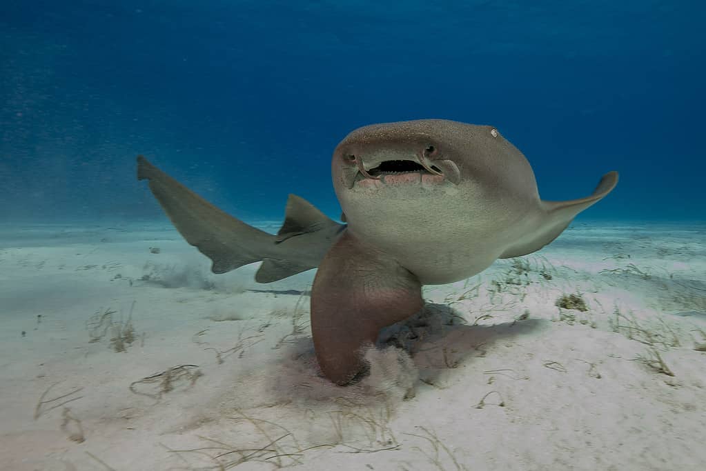 11 Sharks Founds in the Maldives - Is It Safe to Swim?