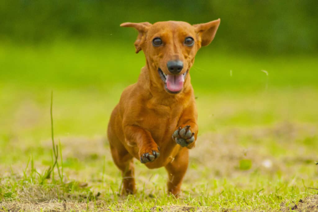 Are Dachshunds the Most Troublesome Dogs? 19 Common Complaints About Them 