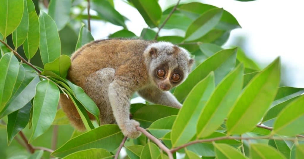 Meet the Slow Loris: The Nocturnal Slow Climbing Primate