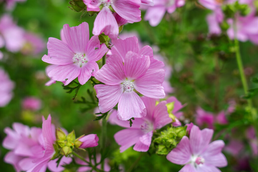 The 12 Most Colorful Fall-Blooming Flowers in Colorado