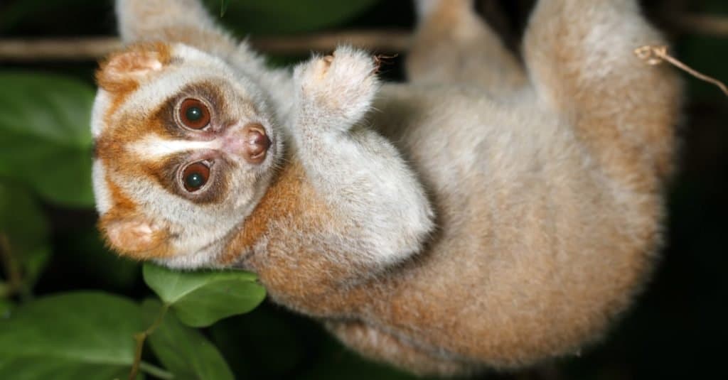 Meet the Slow Loris: The Nocturnal Slow Climbing Primate