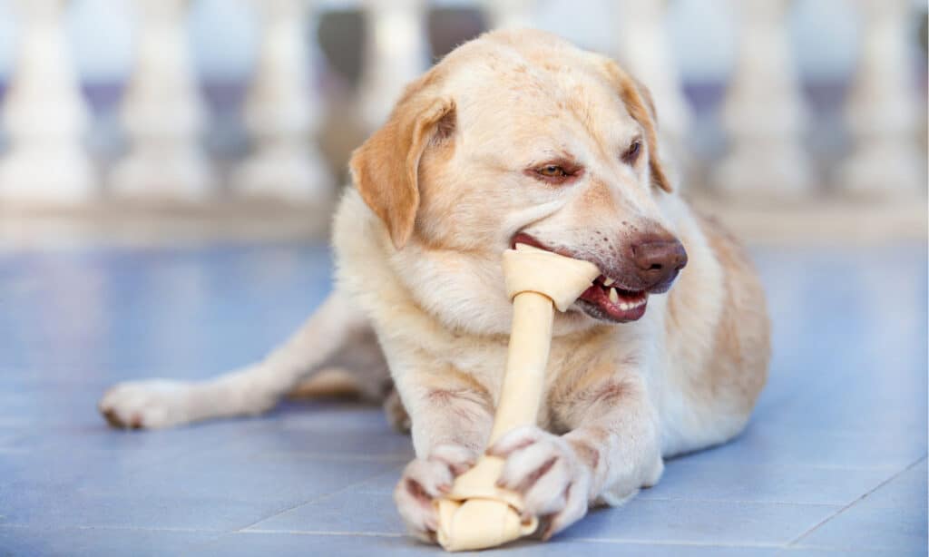 Discover the Best Homemade Weight Gainers for Dogs 