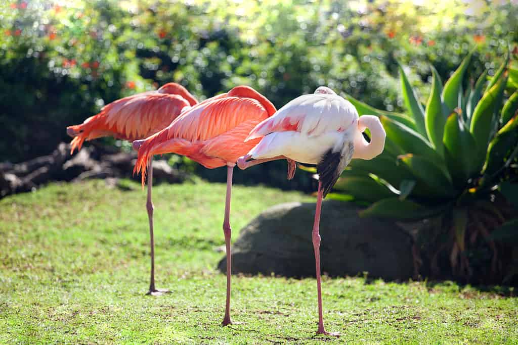 Discover Why Flamingos Really Stand On a Single Leg