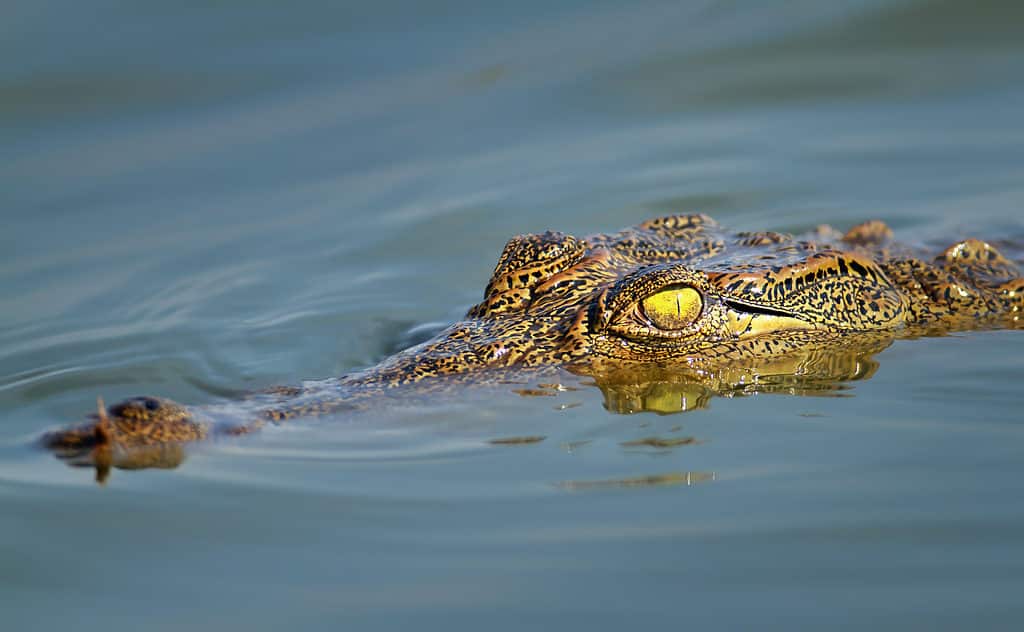 Discover the Mysteries Surrounding the Nile River