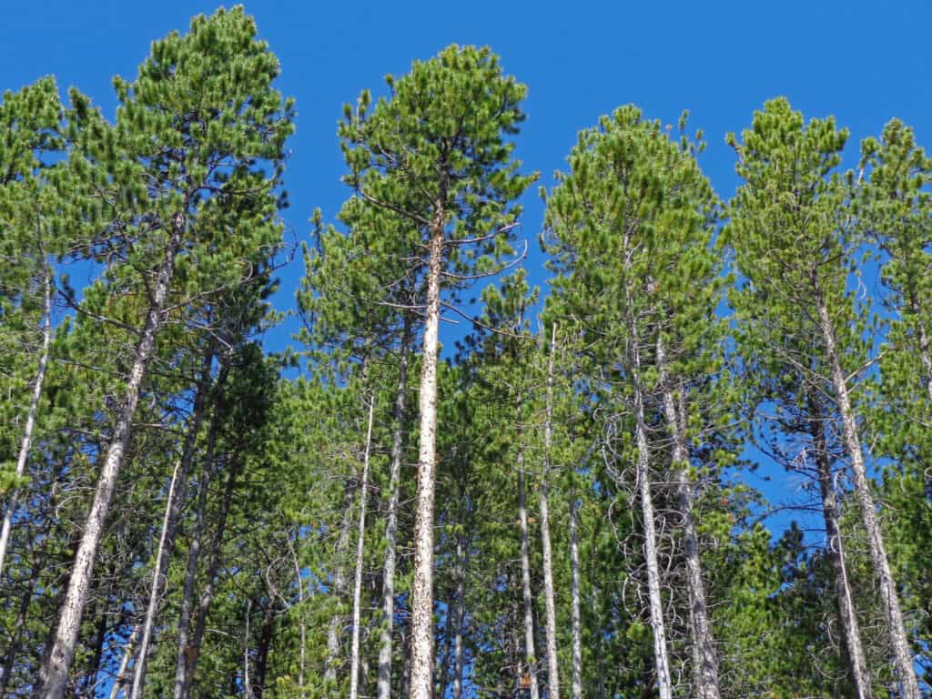 6 Reasons, Plus One, to Avoid Planting a Pine Tree