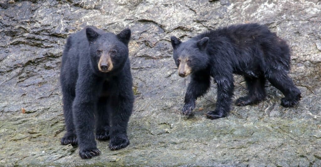 Curious Bear Cub Freed After Having Head Stuck in Bird Feeder For Weeks