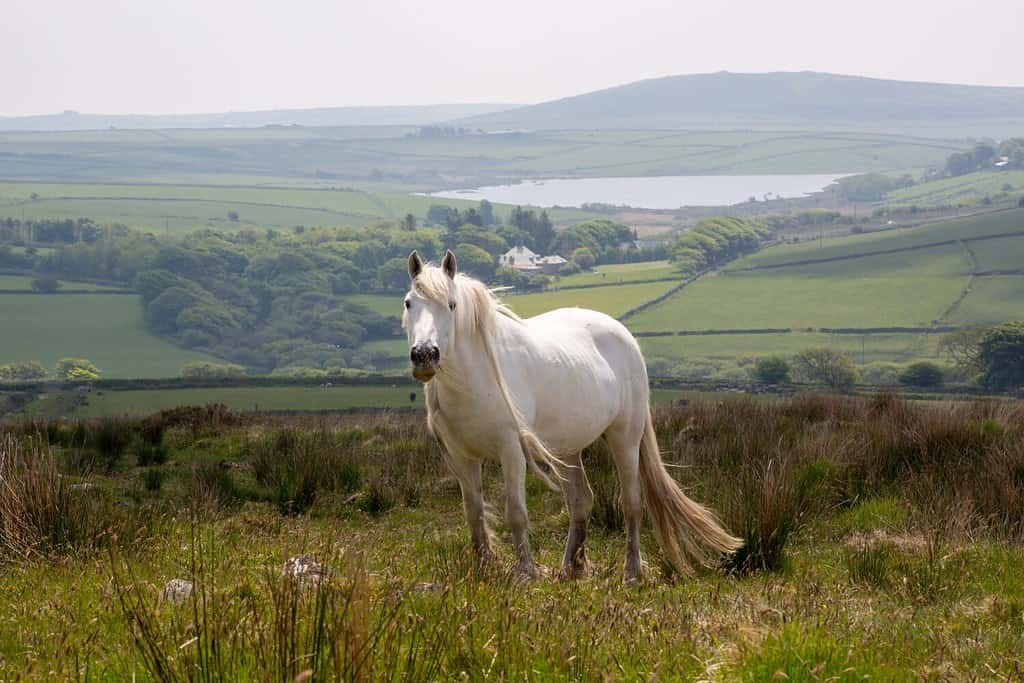 Discover the 15 Strongest Bite Forces of Animals Found in England