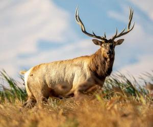 Huge Bull Elk Aggressively Barrels at a Man And Shows His Horns