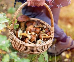 Mushroom Hunting in Alabama: A Complete Guide