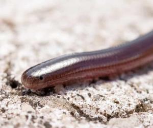 3 Invasive Snakes in New South Wales