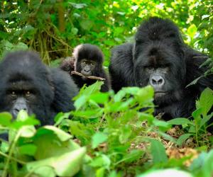 Wild Gorillas Heard Singing While Enjoying Their Dinner In a Tarzan Like Scene