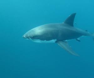 Divers Filming in a Cage Get Pooped on By a Great White Shark