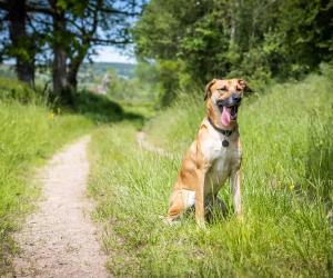 Black Mouth Cur Temperament: Do They Make Good Family Dogs?