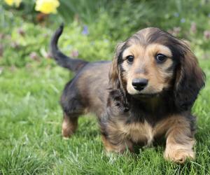 Are Dachshunds the Most Troublesome Dogs? 19 Common Complaints About Them