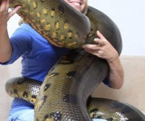 Anaconda Size Comparison: Just How Big Do They Get?