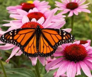 Are Monarch Butterflies Endangered and How Many Are Left In the World?