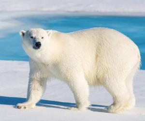 See a Polar Bear Break Through Thick Ice And Snag a Seal Swimming Below