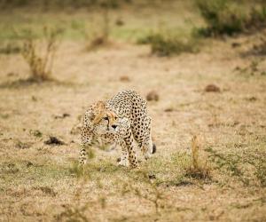 Mother Cheetah Ambushes an Impala but Leaves It for Her Cub to Practice Its Hunting