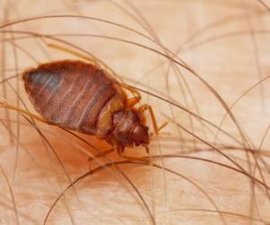 Does Baking Soda Kill Bed Bugs? 9 Important Things to Know Before Using It