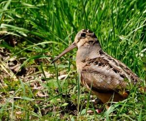 Watch as an American Woodcock Mother Teaches Her Chicks to Do a Little Dance