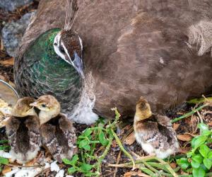 Baby Peacock: # Pictures and # Incredible Facts