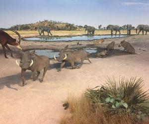 Lioness Toys With a Warthog Piglet Like a Domestic Cat Playing With a Captured Mouse