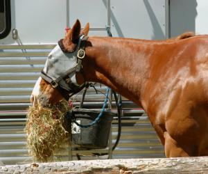 6 Common Reasons Owners and Trainers Cover Horses' Eyes