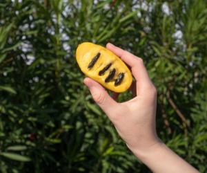 What is a Paw Paw? Discover North America's Largest Fruit