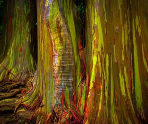 How to Grow a Rainbow Eucalyptus - Your Very Own "Graffiti Tree"