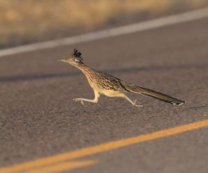 How Fast Do Roadrunners Run? Can They Also Fly?