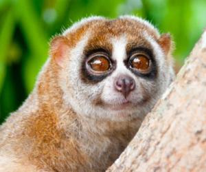 Meet the Slow Loris: The Nocturnal Slow Climbing Primate