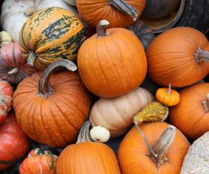 6 Clear Signals Your Pumpkins Are Ready to Be Harvested (Plus Tips on Storing Them)