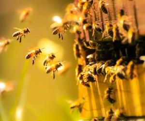 Winterizing Your Beehive: How to Prep Your Bees for the Cold