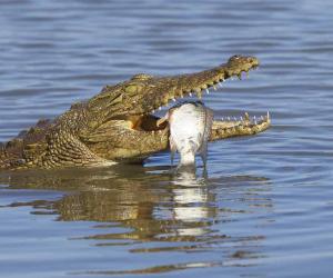 Watch an Alpha Crocodile Anger a Huge Hippo While Wrestling a Wildebeest