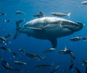 See a Great White Shark Swim Ridiculously Close to Shore at California Beach