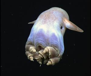 Super Rare Dumbo Octopus Captured on Camera on a Deep Ocean Dive